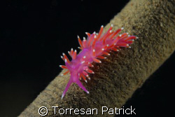 Flabellina by Torresan Patrick 